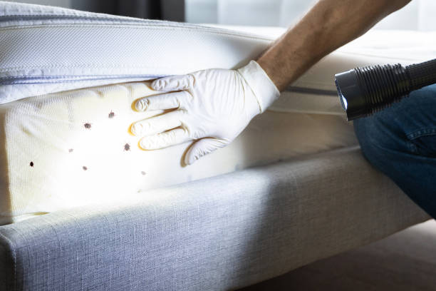 Best Exterminator Services  in Hidden Valley Lake, CA