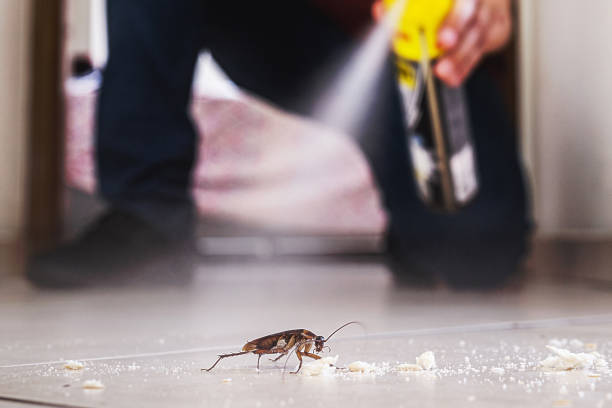 Best Affordable Pest Control Services  in Hidden Valley Lake, CA